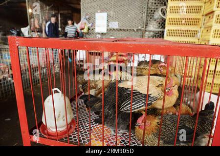 (140501) -- SHANGHAI, 1 mai 2014 (Xinhua) -- des poulets vivants sont en vente dans un marché de Shanghai, dans l'est de la Chine, le 1 mai 2014. Shanghai a repris le commerce des volailles vivantes à partir de jeudi. (Xinhua/Lai Xinlin) (ry) CHINE-SHANGHAI-REPRISE DU COMMERCE DE VOLAILLES VIVANTES (CN) PUBLICATIONxNOTxINxCHN Shanghai Mai 1 2014 XINHUA des poulets vivants sont en vente DANS un marché à Shanghai est Chine Mai 1 2014 Shanghai a repris le commerce de volailles vivantes Star à partir de jeudi XINHUA Lai Ry Chine Shanghai reprise du commerce de volailles vivantes CN PUBLICATIONxNOTxINxINxCHN Banque D'Images