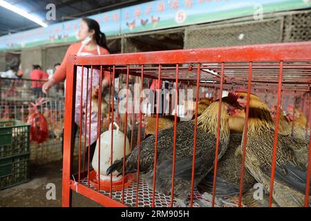 (140501) -- SHANGHAI, 1 mai 2014 (Xinhua) -- des poulets vivants sont en vente dans un marché de Shanghai, dans l'est de la Chine, le 1 mai 2014. Shanghai a repris le commerce des volailles vivantes à partir de jeudi. (Xinhua/Lai Xinlin) (ry) CHINE-SHANGHAI-REPRISE DU COMMERCE DE VOLAILLES VIVANTES (CN) PUBLICATIONxNOTxINxCHN Shanghai Mai 1 2014 XINHUA des poulets vivants sont en vente DANS un marché à Shanghai est Chine Mai 1 2014 Shanghai a repris le commerce de volailles vivantes Star à partir de jeudi XINHUA Lai Ry Chine Shanghai reprise du commerce de volailles vivantes CN PUBLICATIONxNOTxINxINxCHN Banque D'Images