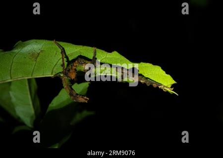 Extatosoma tiaratum se cache sous les feuilles à Madagascar. Parectatosoma mocquerysi en forêt. Insecte qui ressemble à des feuilles. Camoflage parfait o Banque D'Images