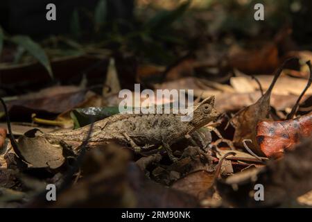 Caméléon à feuilles brunes au sol dans le parc national de Madagascar. Le caméléon à queue de souche marche lentement dans la forêt. Les animaux qui peuvent changer le col Banque D'Images