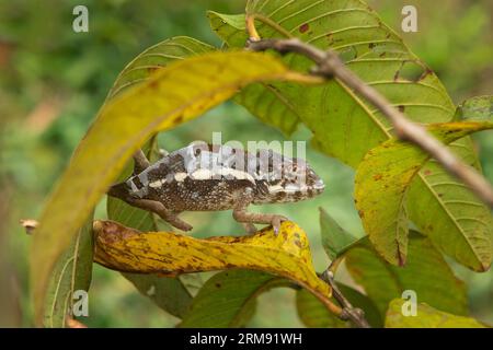 Panther caméléon grimpe sur la branche à Madagascar. Furcifer pardalis dans la forêt. Caméléon brun dans le parc de Madagascar. Banque D'Images