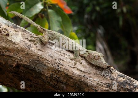 Uroplatus sikorae sur le tronc des arbres à Madagascar. Le gecko à queue de feuille mousseline se cache dans la forêt. Gecko avec camouflage parfait Banque D'Images