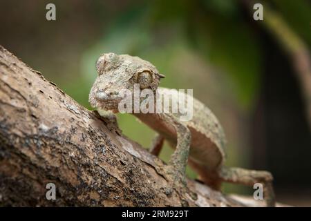 Uroplatus sikorae sur le tronc des arbres à Madagascar. Le gecko à queue de feuille mousseline se cache dans la forêt. Gecko avec camouflage parfait Banque D'Images