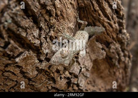 Uroplatus sikorae sur le tronc des arbres à Madagascar. Le gecko à queue de feuille mousseline se cache dans la forêt. Gecko avec camouflage parfait Banque D'Images