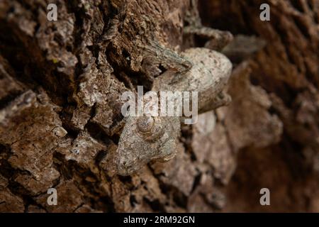 Uroplatus sikorae sur le tronc des arbres à Madagascar. Le gecko à queue de feuille mousseline se cache dans la forêt. Gecko avec camouflage parfait Banque D'Images