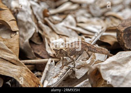 Caméléon à feuilles brunes au sol dans le parc national de Madagascar. Le caméléon à queue de souche marche lentement dans la forêt. Les animaux qui peuvent changer le col Banque D'Images