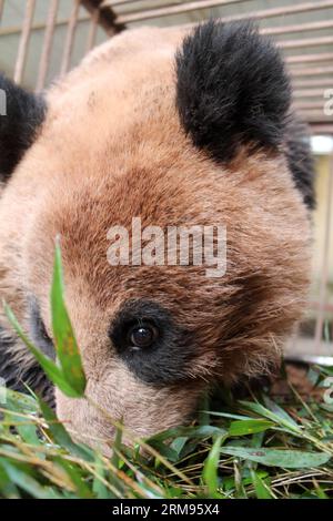 (140509) -- LIANGSHAN, 9 mai 2014 (Xinhua) -- le panda sauvage, découvert dans le canton de Yimudi, mange des feuilles de bambou dans la réserve naturelle nationale de Dafengding, dans le comté de Meigu, dans le sud-ouest de la Chine, province du Sichuan, le 9 mai 2014. Un villageois du canton de Yimudi a découvert le panda sauvage près d'une forêt de bambous près de sa maison mercredi. En raison d'un manque de bambous pour le panda à manger et du risque de braconniers, le gouvernement du canton a décidé de déplacer l'animal dans la réserve naturelle nationale voisine de Dafengding dans le comté de Meigu, à 170 km de la ville. (Xinhua) (wyo) CHINE-SICHUAN-PANDA SAUVAGE (CN) PUBLICATIONxNOTxI Banque D'Images