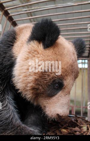 (140509) -- LIANGSHAN, 9 mai 2014 (Xinhua) -- le panda sauvage, découvert dans le canton de Yimudi, est observé dans la réserve naturelle nationale de Dafengding, dans le comté de Meigu, dans le sud-ouest de la Chine, dans la province du Sichuan, le 9 mai 2014. Un villageois du canton de Yimudi a découvert le panda sauvage près d'une forêt de bambous près de sa maison mercredi. En raison d'un manque de bambous pour le panda à manger et du risque de braconniers, le gouvernement du canton a décidé de déplacer l'animal dans la réserve naturelle nationale voisine de Dafengding dans le comté de Meigu, à 170 km de la ville. (Xinhua) (wyo) CHINE-SICHUAN-PANDA SAUVAGE (CN) PUBLICATIONxNOTxINxCHN Lia Banque D'Images