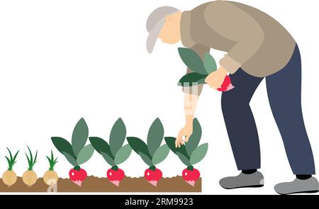 Récolte de légumes. Les gens récoltent. Un homme recueille des radis dans le jardin, est engagé dans l'agriculture. Jardinage et entretien des plantes. modèle plat en v Illustration de Vecteur