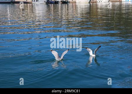 Two Seagulls Fly from the Water créant un peu de gouttes d'eau et des éclaboussures Banque D'Images