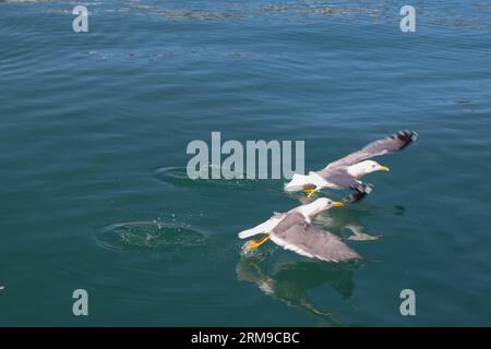 Two Seagulls Fly from the Water créant un peu de gouttes d'eau et des éclaboussures Banque D'Images