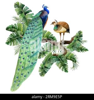 Oiseaux paon assis sur des branches dans des feuilles de palmier tropical illustration d'aquarelle. Clipart réaliste de nature estivale Banque D'Images