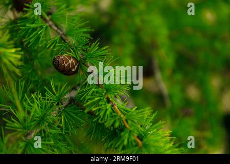 Baikal Larch Pine Cones Close Up fond doux Banque D'Images