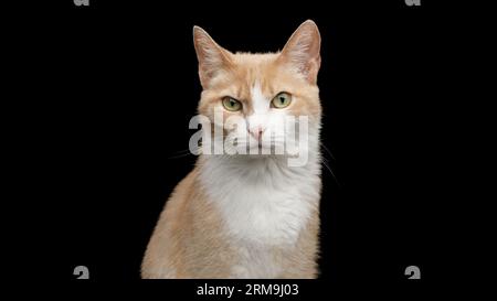 Portrait de Angry Cat regardant dans la caméra isolé sur fond noir, vue de face Banque D'Images