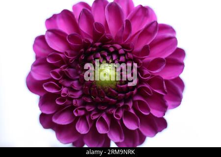 gros plan d'une seule fleur de dahlia rose vif Banque D'Images