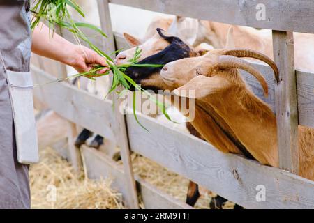 La femme nourrit joyeusement les chèvres avec de l'herbe fraîche à la ferme. Banque D'Images