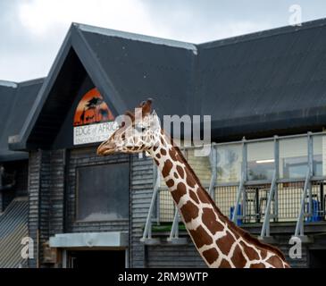 Gros plan et mise au point sélective sur le cou et la tête d'une girafe captive à l'extérieur de son enclos dans un parc animalier britannique Banque D'Images