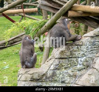 Une paire de singes mandrill captifs (« Mandrillus Sphinx ») assis sur un rocher dans un enclos dans un parc animalier Banque D'Images