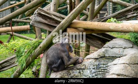 Un singe mandrill captif (« Mandrillus Sphinx ») assis sur un rocher dans un enclos dans un parc animalier Banque D'Images