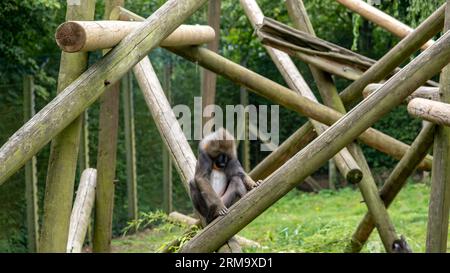 Un singe mandrill captif (« Mandrillus Sphinx ») assis sur un rocher dans un enclos dans un parc animalier Banque D'Images