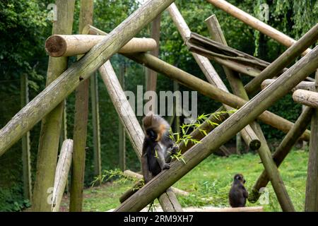 Un singe mandrill captif (« Mandrillus Sphinx ») assis sur un rocher dans un enclos dans un parc animalier Banque D'Images