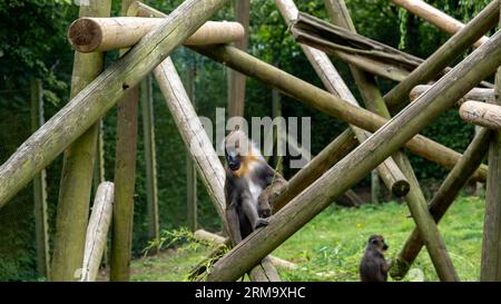 Un singe mandrill captif (« Mandrillus Sphinx ») assis sur un rocher dans un enclos dans un parc animalier Banque D'Images