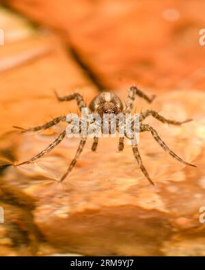 Araignée loup sur l'eau Banque D'Images