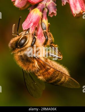 Abeille à miel Banque D'Images