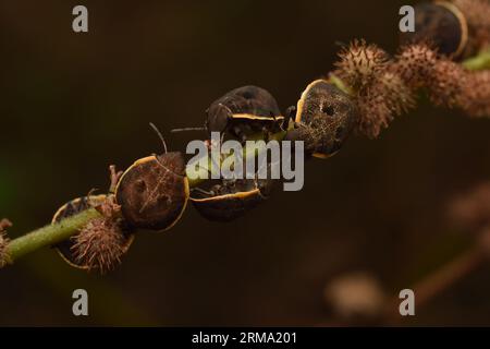 Un groupe de bugs blindés de tortue reposant sur la plante. Hotea sp. Banque D'Images