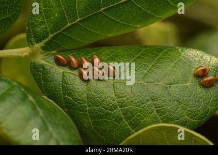 oeufs d'insecte attachés sur la feuille verte. Banque D'Images