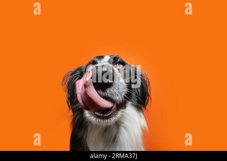 Portrait drôle et affamé chien chiot de race mixte léchant ses lèvres avec la langue. Isolé sur fond orange Banque D'Images