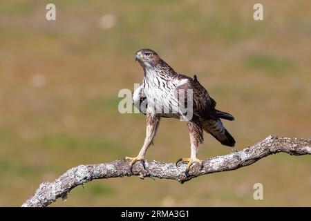 Gros plan de l'aigle de Bonelli (Aquila fasciata) perché sur une branche Banque D'Images