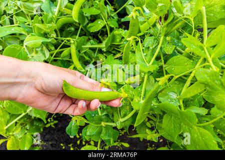 homme cueillant des pois frais dans le jardin. gousse de pois verts. cueillette à la main des petits pois frais. Photo de haute qualité Banque D'Images