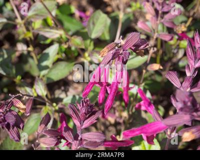 L'amour et les souhaits de Salvia Banque D'Images