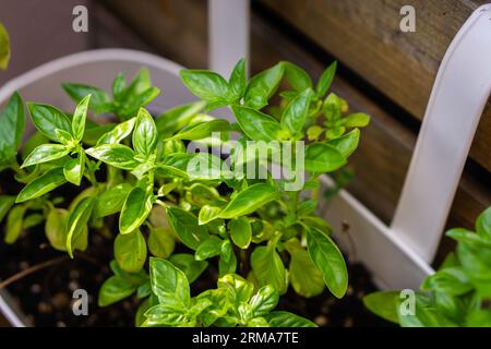 Basilic vert frais avant floraison en jardinière sur le balcon Banque D'Images