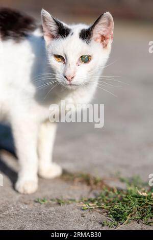 Gros plan d'un chat noir et blanc avec un œil aveugle Banque D'Images