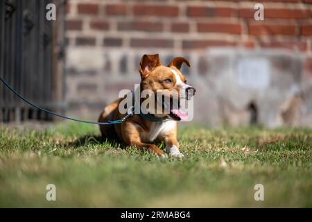 Chien brun clair et blanc en laisse avec une bouche ouverte et sa langue qui dépasse en regardant sur le côté Banque D'Images