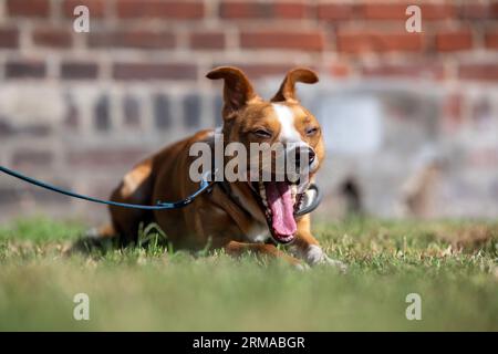 Chien brun clair et blanc avec sa bouche grande ouverte, sa langue qui dépasse et les yeux plissés semblant drôle Banque D'Images