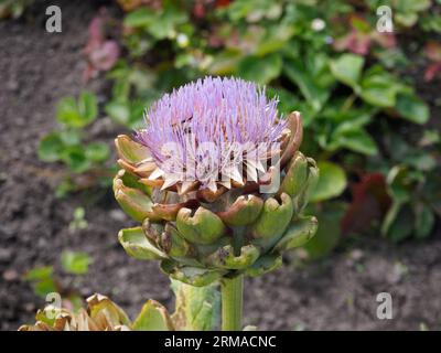 Le cardon, Cynara cardunculus Banque D'Images