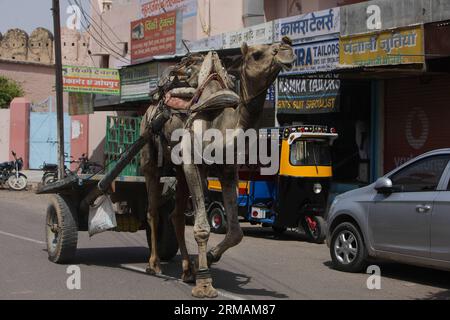 (140716) -- RAJASTHAN, 16 juillet 2014 (Xinhua) -- Un chameau tire la charrette à Bikaner, Rajasthan en Inde, 13 juillet 2014. Bikaner se situe dans la vallée sèche du désert du Thar et a un climat désertique chaud, ce qui fait que les chameaux jouent un rôle important dans la vie des villageois locaux. La ville possède également le plus grand centre de recherche sur les chameaux de l Inde. (Xinhua/Zheng Huansong) (zjy) INDE-RAJASTHAN-BIKANER-CAMELS PUBLICATIONxNOTxINxCHN Rajasthan juillet 16 2014 XINHUA un chameau tirer le chariot dans Bikaner Rajasthan de l'Inde juillet 13 2014 Bikaner dans la vallée sèche du désert du Thar et a un CLIMAT chaud désert qui fait Banque D'Images
