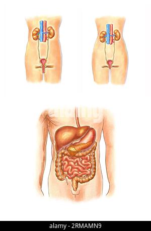 Renal and bladder anatomy, human organ anatomy Stock Photo