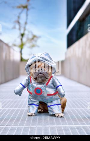 Bulldog français portant drôle Halloween costume de costume spatial de chien astronaute Banque D'Images