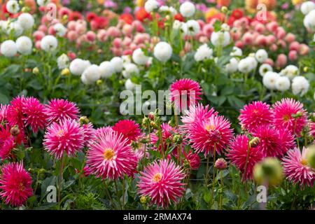 Superbes fleurs de dahlia, photographiées à Celebration Garden, Aylett Nurseries près de St Albans, Hertfordshire, Royaume-Uni en fin d'été par temps nuageux. Banque D'Images