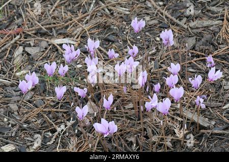 Gros plan des fleurs roses sans feuilles de la fin de l'été et de l'automne plante tubéreuse de jardin Cyclamen hederifolium ou cyclamen à feuilles de lierre. Banque D'Images