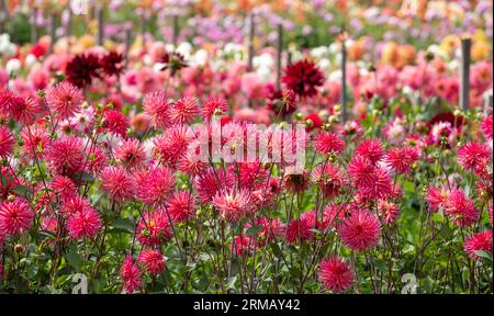 Superbes fleurs roses Josudi Mercury dahlia, photographiées à Celebration Garden, Aylett Nurseries, St Albans, Hertfordshire UK à la fin de l'été. Banque D'Images