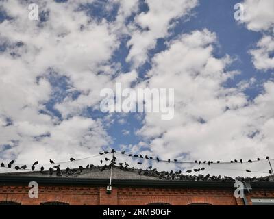 Le problème du perchoir des oiseaux. Pigeons perchés sur et autour d'un filet à oiseaux installé au-dessus d'un toit. Banque D'Images