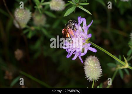 Andrena hattorfiana famille Andrenidae genre Andrena Grande abeille minière scabious papier peint insecte nature sauvage Banque D'Images