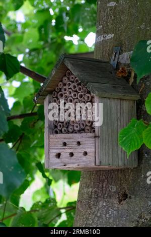 Hôtel à insectes attaché à un arbre Banque D'Images