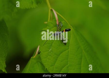 Colpotrochia cincta famille Ichneumonidae genre Colpotrochia parasitoïde guêpe sauvage de nature insecte papier peint photo Banque D'Images