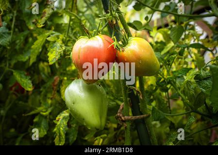 Pink Oxheart Lycopersicon esculentum. Tomate rose en forme de coeur, gouttes d'eau. Banque D'Images